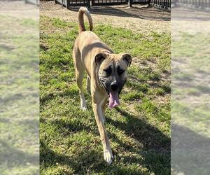 Boxer-Unknown Mix Dogs for adoption in Riverside, CA, USA