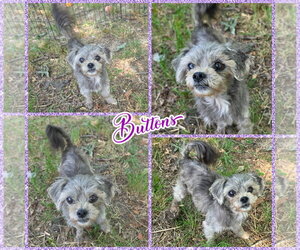 ShihPoo Dogs for adoption in Blacksburg, SC, USA