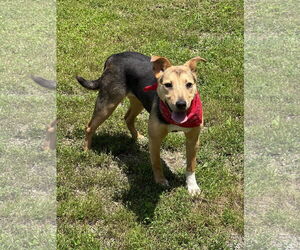 Mutt Dogs for adoption in Low Moor, VA, USA