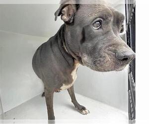 Labrador Retriever-Unknown Mix Dogs for adoption in Houston, TX, USA