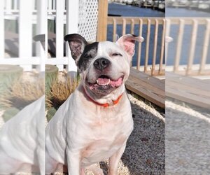 American Pit Bull Terrier Dogs for adoption in Caldwell, NJ, USA