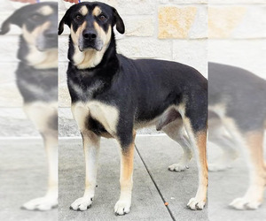 Rottweiler-Unknown Mix Dogs for adoption in Houston, TX, USA