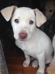 Sheprador Dogs for adoption in Leesville, SC, USA