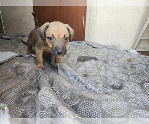 Staffordshire Bull Terrier-Unknown Mix Dogs for adoption in Houston, TX, USA