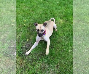 Pug-Unknown Mix Dogs for adoption in Amherst, OH, USA