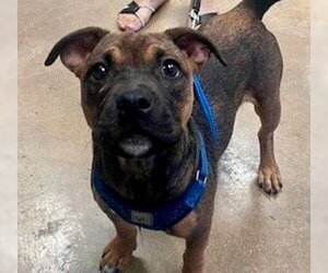 Mutt Dogs for adoption in Canton, CT, USA