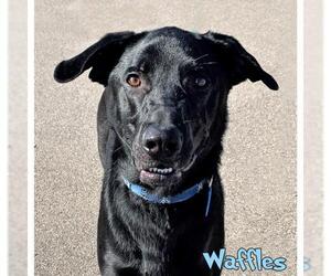 Labrador Retriever-Unknown Mix Dogs for adoption in Mason, MI, USA