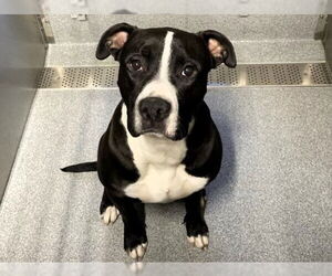 Mutt Dogs for adoption in Orange, CA, USA