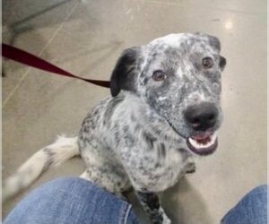 Mutt Dogs for adoption in Pampa, TX, USA