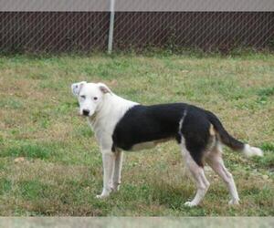 Border Collie-Collie Mix Dogs for adoption in Effort, PA, USA