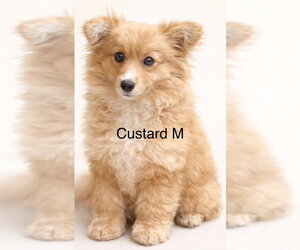 Cardigan Welsh Corgi-Unknown Mix Dogs for adoption in Studio City, CA, USA