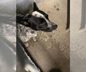 Texas Heeler Dogs for adoption in Stockton, CA, USA