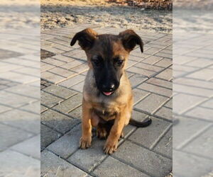 Mutt Dogs for adoption in Genesee, WI, USA