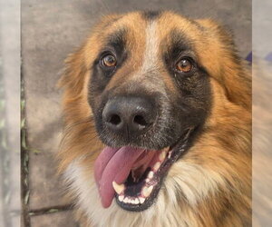 German Shepherd Dog-Unknown Mix Dogs for adoption in Martinez, CA, USA