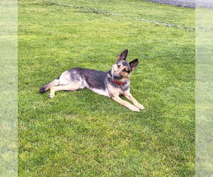 German Shepherd Dog Dogs for adoption in Millburn, NJ, USA