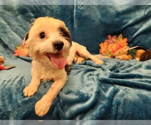 Shih Tzu-Unknown Mix Dogs for adoption in Santa Clara, CA, USA