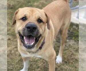 Mastiff Dogs for adoption in Riverwoods, IL, USA