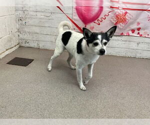 Chihuahua Dogs for adoption in San Bernardino, CA, USA