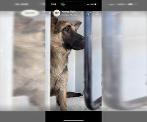 German Shepherd Dog Dogs for adoption in Houston, TX, USA