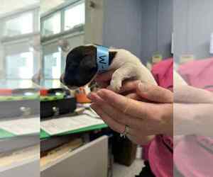 Mutt Dogs for adoption in Evansville, IN, USA