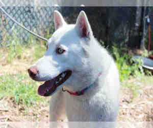 Siberian Husky Dogs for adoption in Fremont, CA, USA