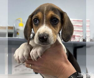 Beagle-Unknown Mix Dogs for adoption in Washington, DC, USA
