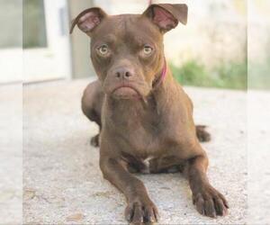 Pug Dogs for adoption in Fredericksburg, TX, USA