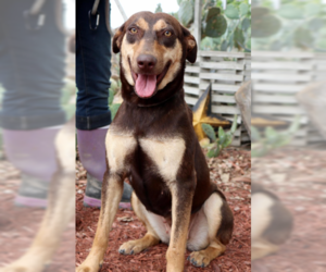 Doberman Pinscher-Unknown Mix Dogs for adoption in Von Ormy, TX, USA