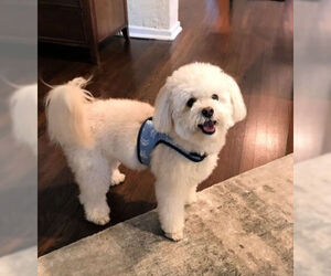 Bichon Frise Dogs for adoption in Mission Viejo, CA, USA