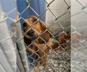 Bloodhound Dogs for adoption in Norfolk, VA, USA