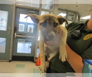 Anatolian Shepherd-Unknown Mix Dogs for adoption in Oklahoma City, OK, USA