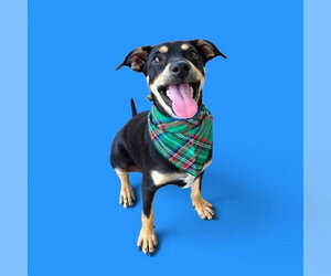 Chihuahua Dogs for adoption in Bakersfield, CA, USA