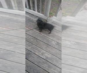Dachshund-Unknown Mix Dogs for adoption in San Antonio, TX, USA