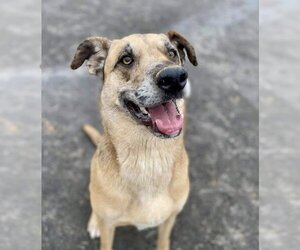 Catahoula Leopard Dog-Unknown Mix Dogs for adoption in Maryville, TN, USA