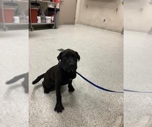 Chinese Shar-Pei Dogs for adoption in Conroe, TX, USA