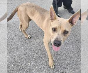 American Staffordshire Terrier-Unknown Mix Dogs for adoption in San Antonio, TX, USA