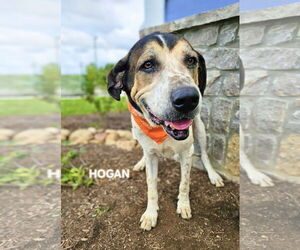 Plott Hound-Treeing Walker Coonhound Mix Dogs for adoption in Maryville, TN, USA