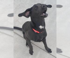 Labrador Retriever Dogs for adoption in Knoxville, IA, USA