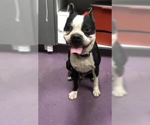 Boston Terrier Dogs for adoption in Long Beach, CA, USA
