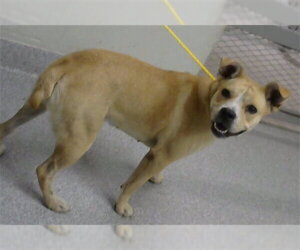 American Pit Bull Terrier-Unknown Mix Dogs for adoption in Pasadena, TX, USA