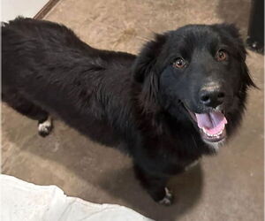 Border Collie-Unknown Mix Dogs for adoption in House Springs, MO, USA