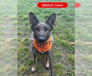 German Shepherd Dog Dogs for adoption in Forestville, MD, USA
