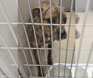 Mutt Dogs for adoption in Decatur, IL, USA