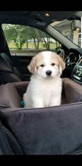 Medium Photo #1 Great Pyrenees Puppy For Sale in New York, NY, USA