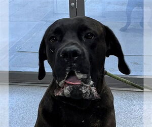 Mutt Dogs for adoption in Naples, FL, USA