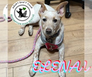 Mutt Dogs for adoption in Crystal, MN, USA