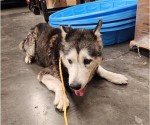 Alaskan Malamute Dogs for adoption in Orange, CA, USA