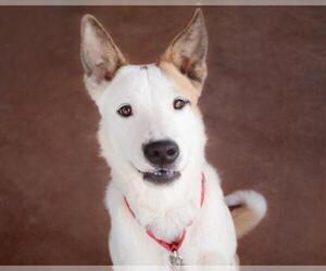 Basenji Dogs for adoption in Cottonwood, AZ, USA
