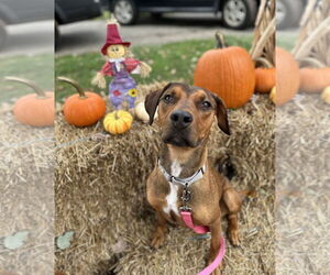 Retriever -Unknown Mix Dogs for adoption in Bridgewater, NJ, USA