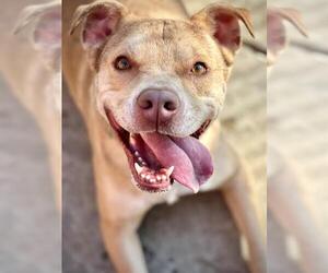 Labrador Retriever-Unknown Mix Dogs for adoption in Lodi, CA, USA